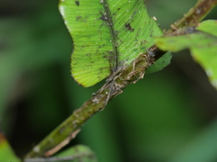 Blechnum triangularifolium