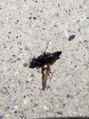 Diptera