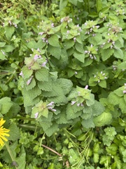 Lamium purpureum