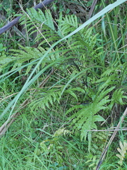 Blechnum triangularifolium