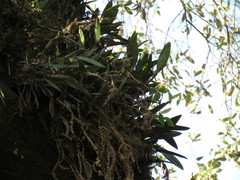 Epidendrum ciliare