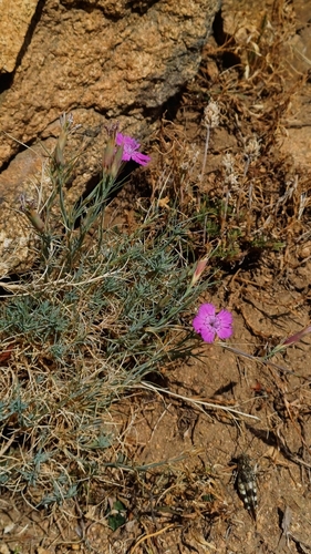 Dianthus nardiformis, photograph 5