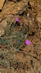 author not stated, no rights reserved Dianthus nardiformis, photograph author not stated, no rights reserved
