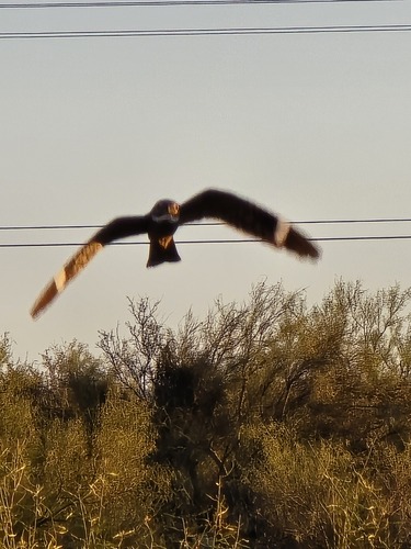 Lesser Nighthawk observed by h85266_saguaros