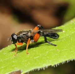 Chalcosyrphus plesia