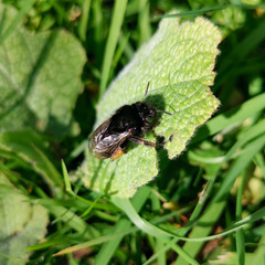 Anthophora plumipes
