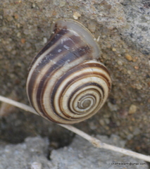 Trachia