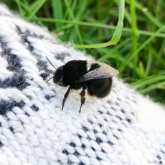 Anthophora plumipes