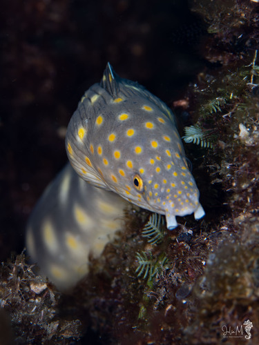 Myrichthys breviceps