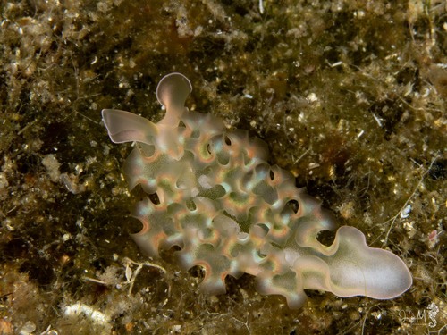 Elysia crispata