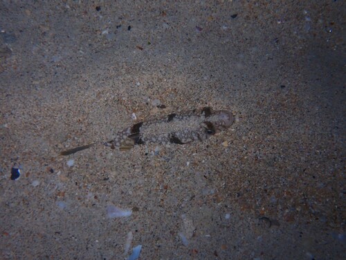 Torquigener pleurogramma