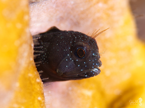 Coralliozetus cardonae