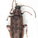 Promecheilidae - Photo 
S.E. Thorpe, sin restricciones conocidas de derechos (dominio público)