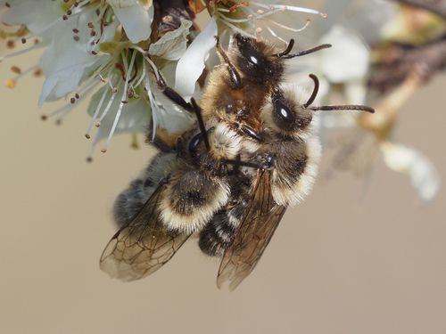 Early Cellophane Bee photo 3