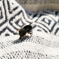 Anthophora plumipes