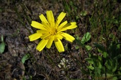 Leontodon saxatilis saxatilis