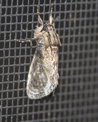 Zalissa catocalina