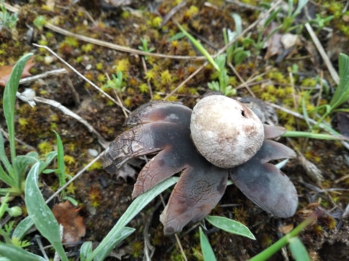 Hygroscopic Earthstar