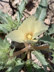 Mentzelia tricuspis