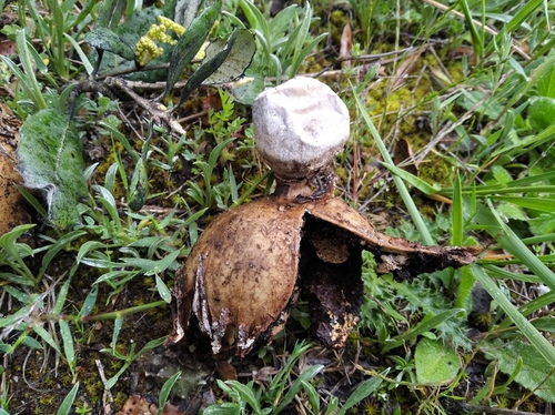 Geastrum meridionale