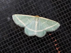 Mixocera latilineata