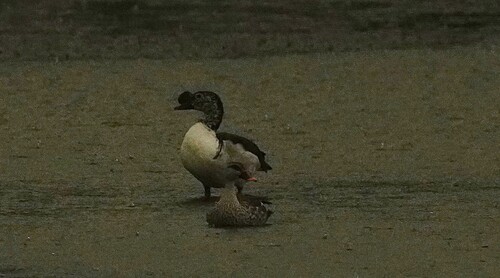 iNaturalist image