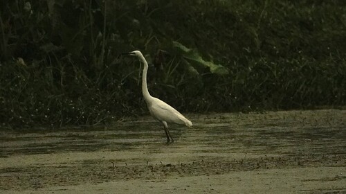 Great Egret