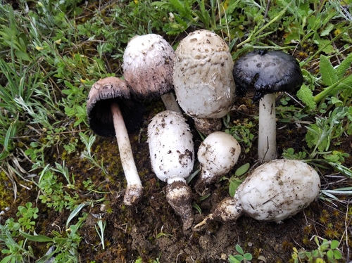 Coprinus arenarius
