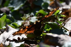 Nymphalis polychloros