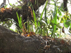 Prosthechea chondylobulbon