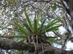 Tillandsia imperialis