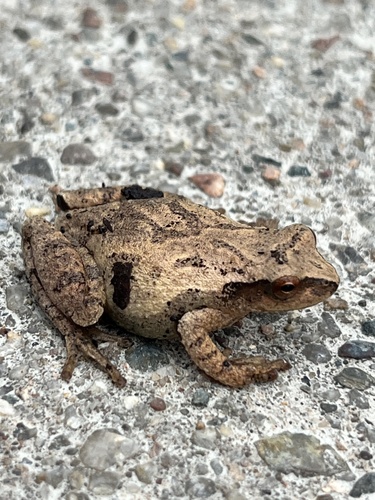 Spring Peeper observed by kbscott