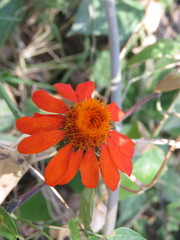 Adenophyllum squamosum