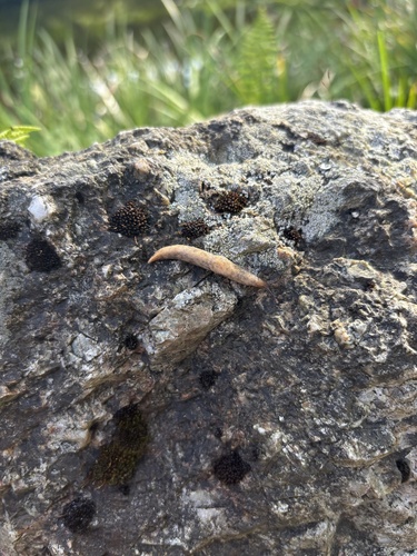 Deroceras reticulatum