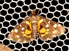 Diathrausta ochreipennis