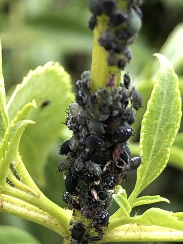 iNaturalist observation photo of Elder Aphid