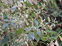 Vernonanthura patens