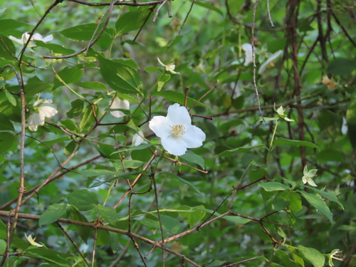 Philadelphus inodorus, photograph 4