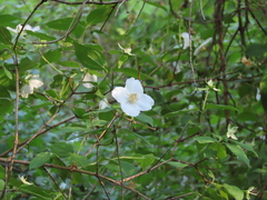 Philadelphus inodorus, photograph (c) Bruce Slater, some rights reserved (CC BY)