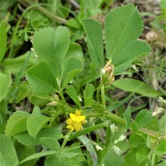 Medicago polymorpha