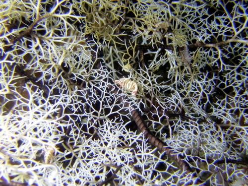 Basket Star Shrimp