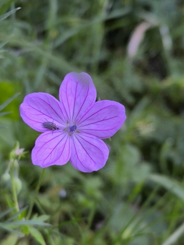 Geranium asphodeloides, photograph 6