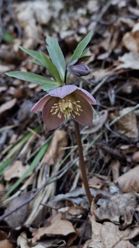 Helleborus purpurascens (Helleborus purpurascens)