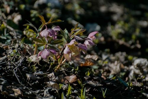 Helleborus purpurascens, photograph 5