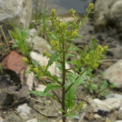 Rorippa sessiliflora