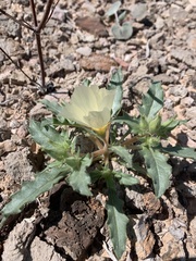 Mentzelia tricuspis