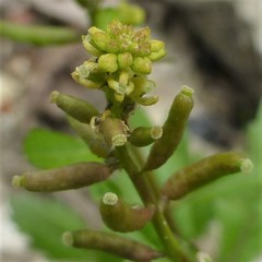 Rorippa sessiliflora