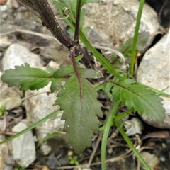 Rorippa sessiliflora