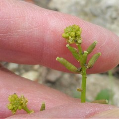Rorippa sessiliflora