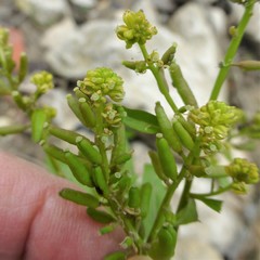 Rorippa sessiliflora